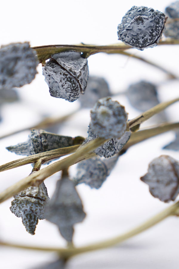 サーブルのイメージ2