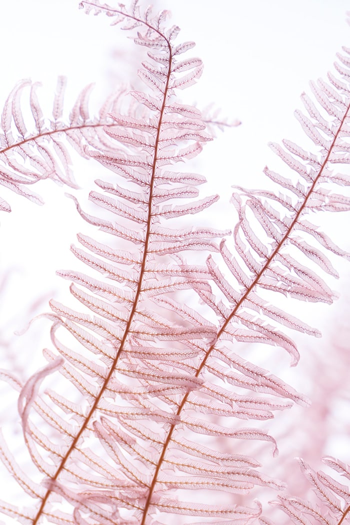 モーヴのイメージ2