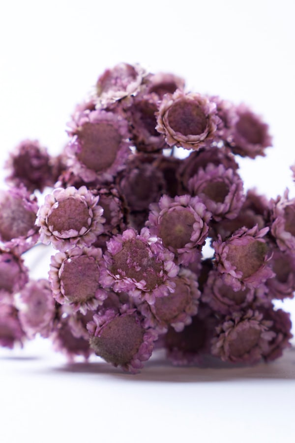 モーヴのイメージ3