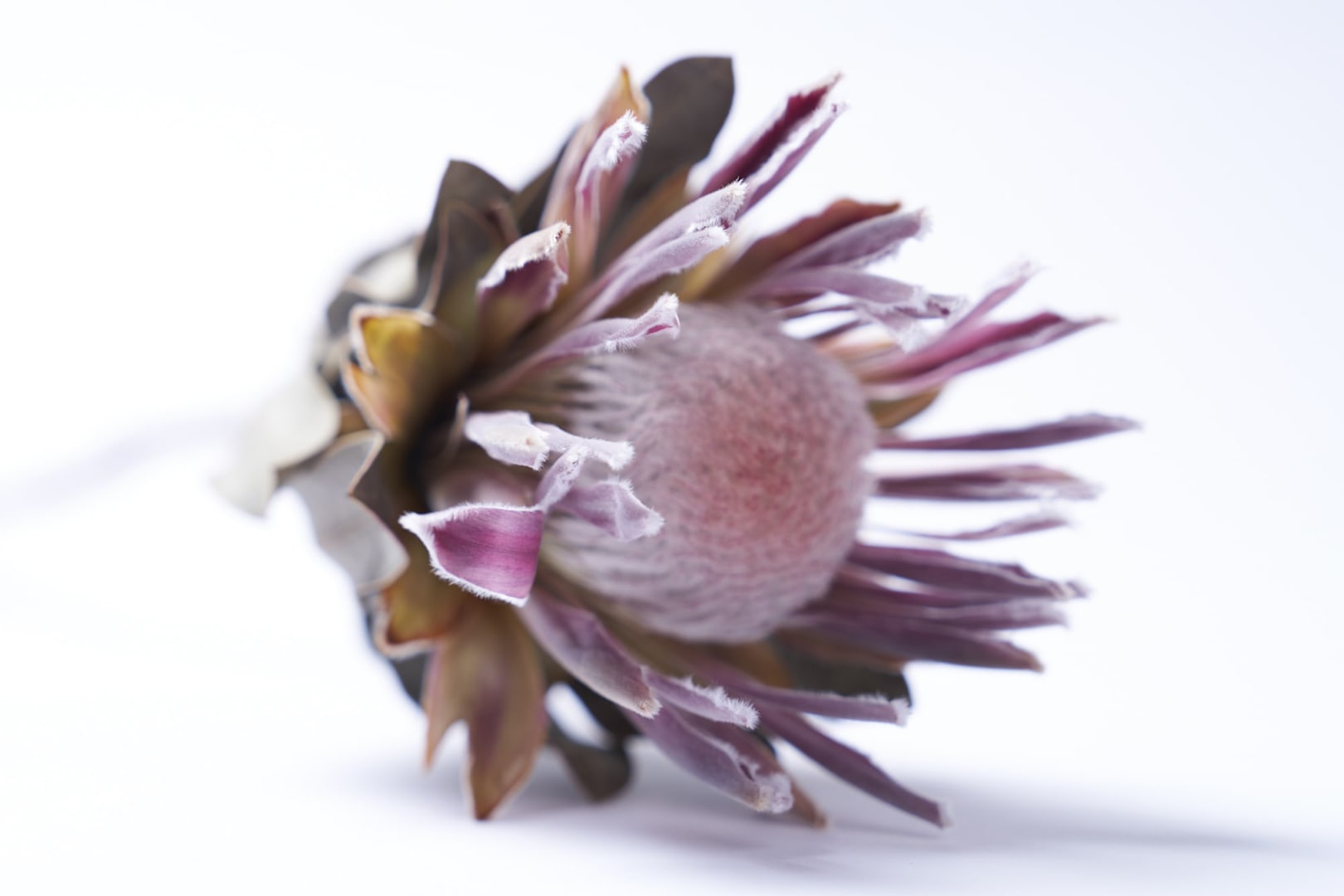 モーヴのイメージ4