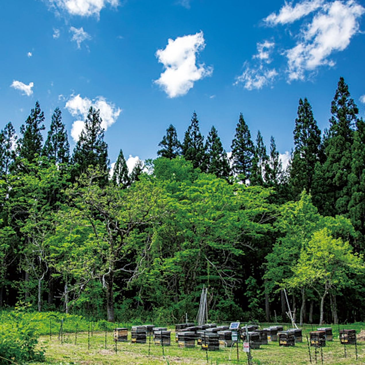 松本養蜂総本場